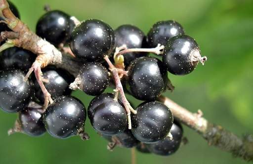 Blackcurrant Fruits